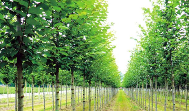 花(huā)木(mù)産業(yè)